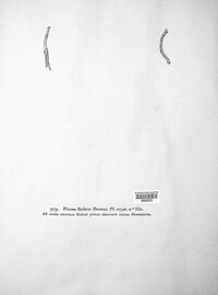 Hypoderma hederae image
